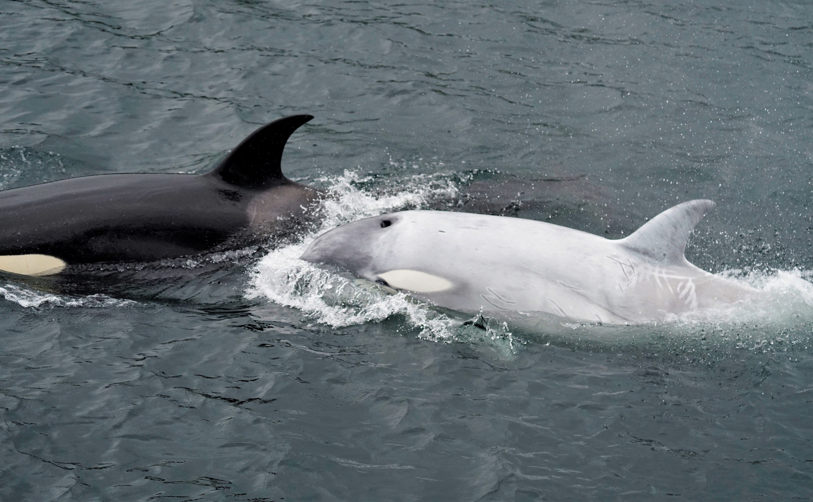 White killer whale spotted in Southeast | Geophysical Institute